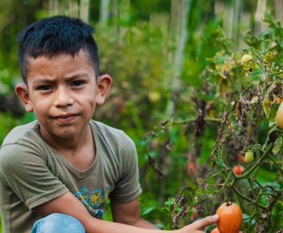 A Boy is siting near a vegetable plant and holding the vegetable from the plant.