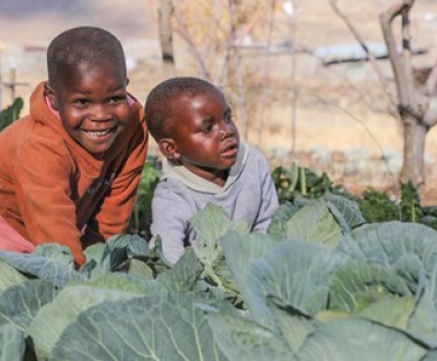 Children in a cabbage field