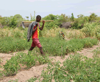 Child from a farming field school in Angola walks through a field carrying a garden hoe