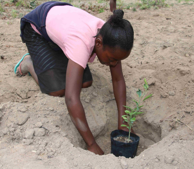  Julieta planting a new culture of cassava resistant to drought