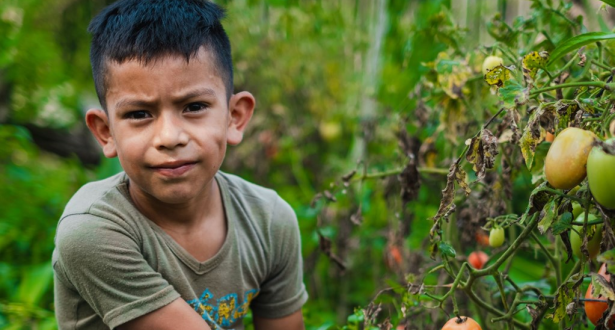 A Boy is siting near a vegetable plant and holding the vegetable from the plant.