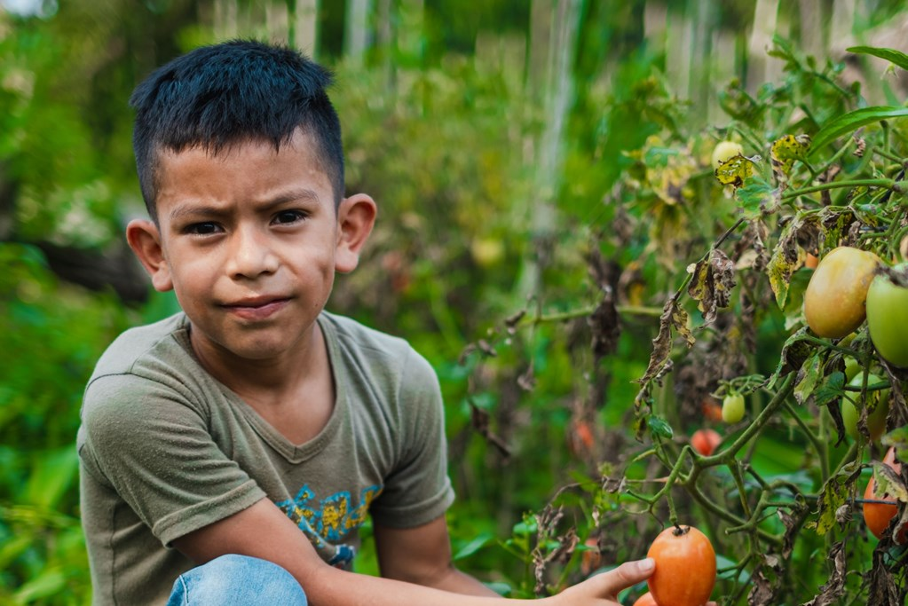 A Boy is siting near a vegetable plant and holding the vegetable from the plant.