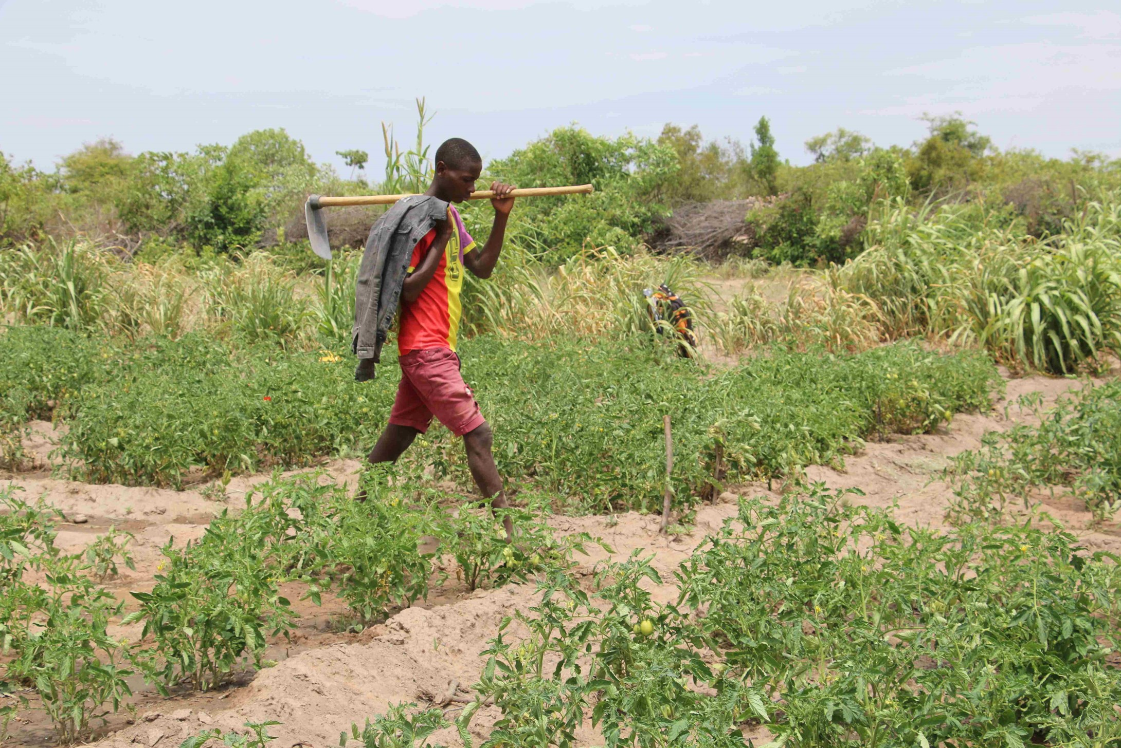 Child from a farming field school in Angola walks through a field carrying a garden hoe