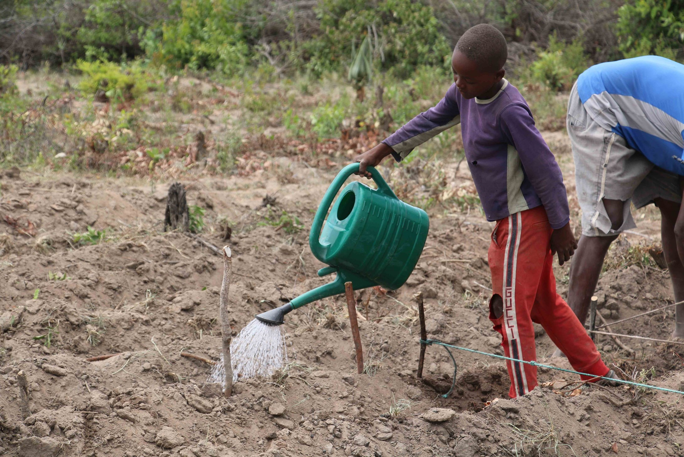 Young boy watering experimental crops in a field in Angola.